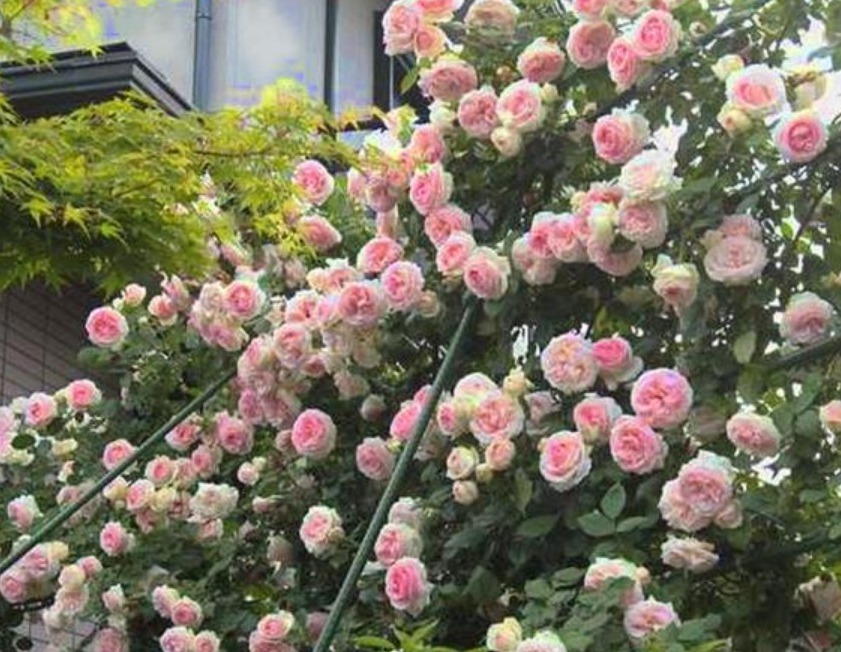 养花就养这几款,花朵小巧玲珑,花姿妖娆,四季繁花似锦