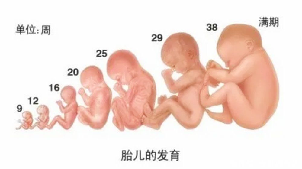 孕期|每天都吃水果的孕妇，生出来的孩子智商较高！几种水果益智又安胎