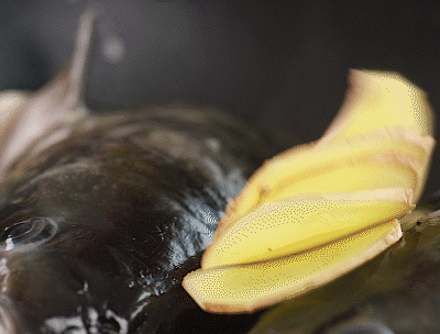 搭配|不喝3碗不罢休！汤鲜味美，这搭配谁尝了都爱