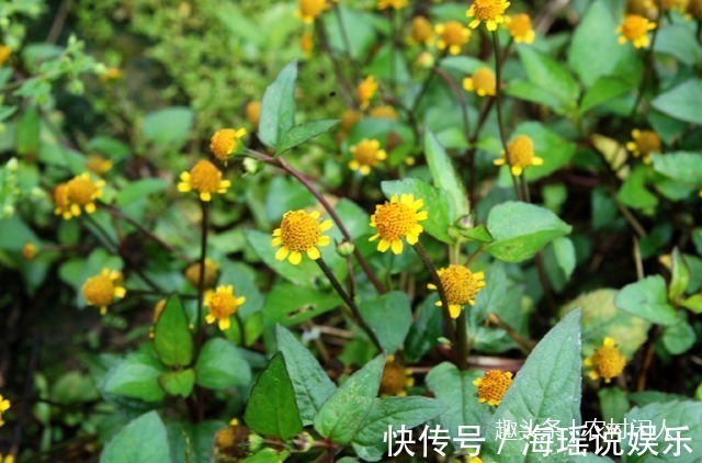 细胞|这一种植物事农村老人口中“黄金万两，不认识是草，懂它就是宝