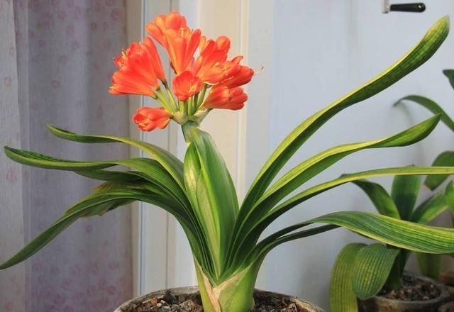 窗子|12月君子兰要“富养”,2个关键达到,3个基础做好,轻松开花