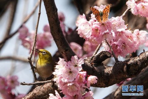 鸟语花香春色美