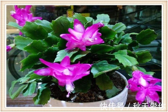 夏天养护蟹爪兰切记这“3点”,来年才能叶片油厚,花开爆满盆!