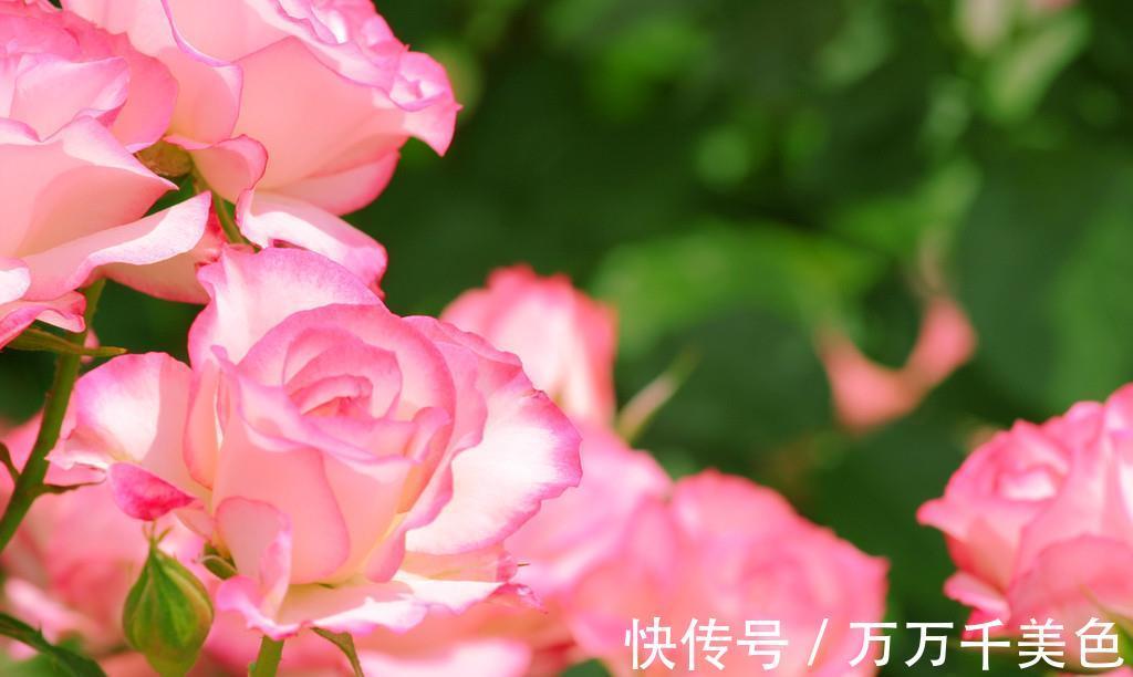 地方|月季养不好,问题多出在这几个地方,不信就趁早试试