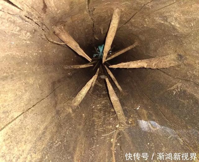 24张“活久见”生物照,仿佛来自另一个星球