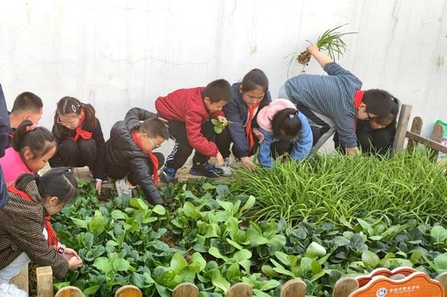 屋顶农场|合肥市翡翠学校：“双减”之后，屋顶农场更显生机