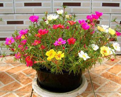 花期|这几种花“花期”长，一开就是几个月，别人看了以为是假花