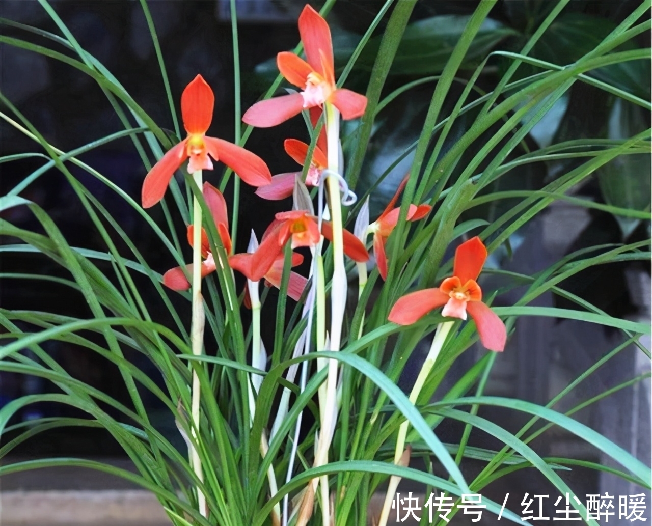 此兰花被誉为“国兰第一红”,花型工整,养护简单,曾多次获奖