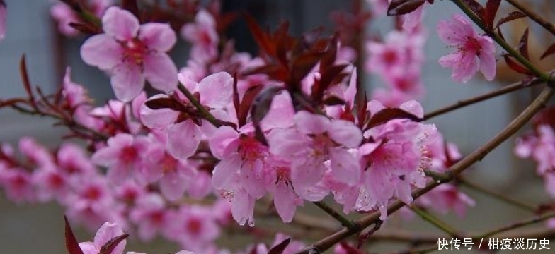 课本|白居易入选课本最多的一首诗,通篇写得很是简练,但却充满了哲理