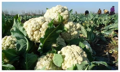 食物|甲状腺出现结节后，尽量避开几种食物，再馋也要忍住，别不放心上