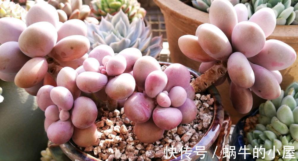 多肉品种何其多,唯有桃蛋是最爱