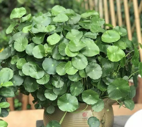 铜钱草养在这个地方,一周就爆盆,叶子能长成巴掌这么大