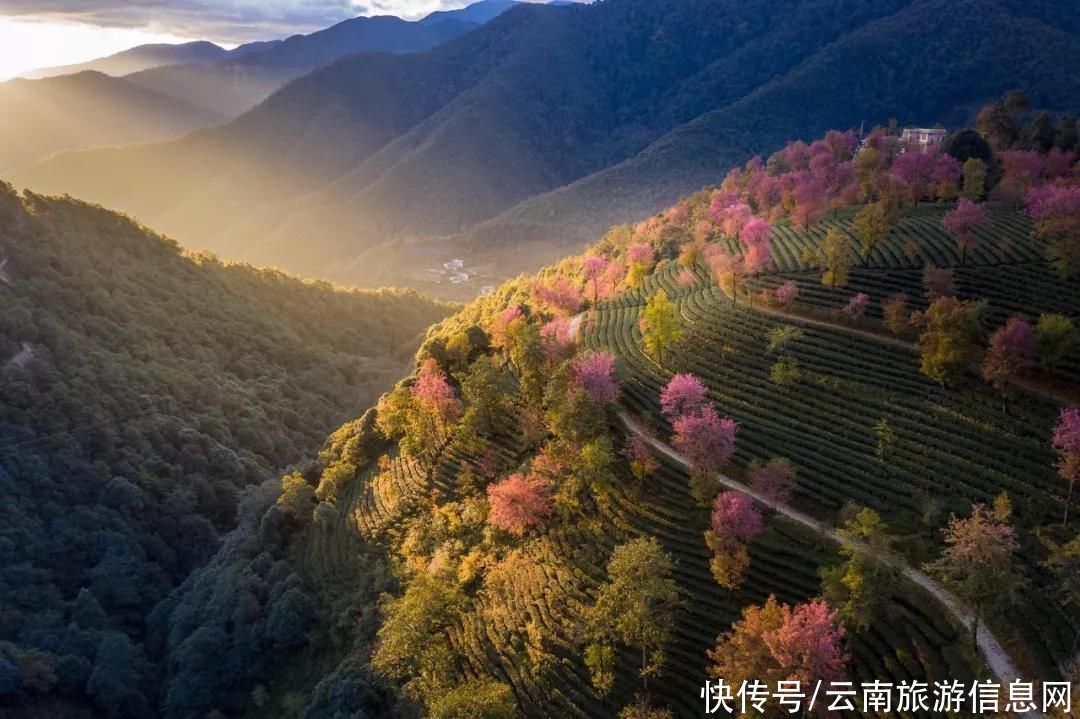 樱花|无量山2000亩的樱花开了，等你来