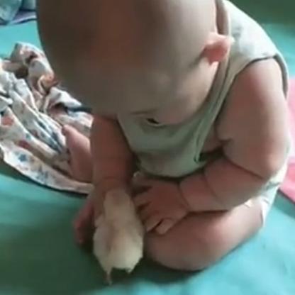 隔辈亲|爷爷给宝宝买只小鸡，宝宝喜欢得不得了，做出的动作却让爷爷着急