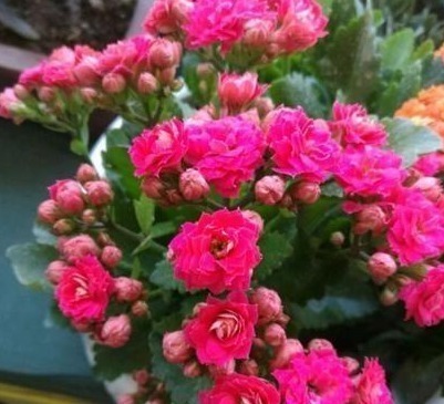 养护|养长寿,10天灌次“它的水”,用上两三次,长满小花苞,开爆盆!