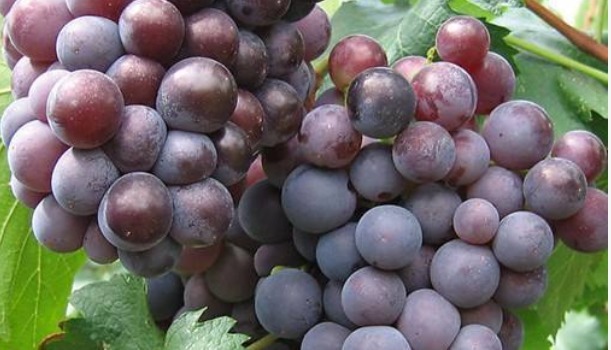 骆驼肉|常吃葡萄的人要知道,葡萄不能跟几种食物一起吃,爱吃的人要留意