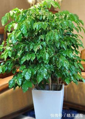 这五种大型观叶植物带回家,送给父亲正合适
