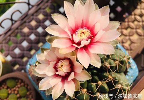技巧|仙人球过冬有技巧,做好这件事,长势快开花多,新手也会养!