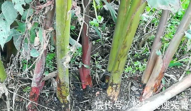 姜科|长得像姜,吃起来像山芋,用于煮肉尤其香,您家乡或许有!
