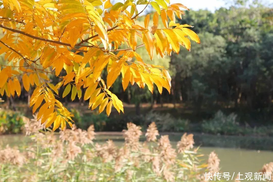 美景|顾村公园秋意正浓，迷人美景等你来发现