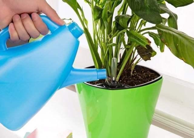 碰到高温“浇水”有窍门，按我的方法来，家里绿植不怕黄叶烂根