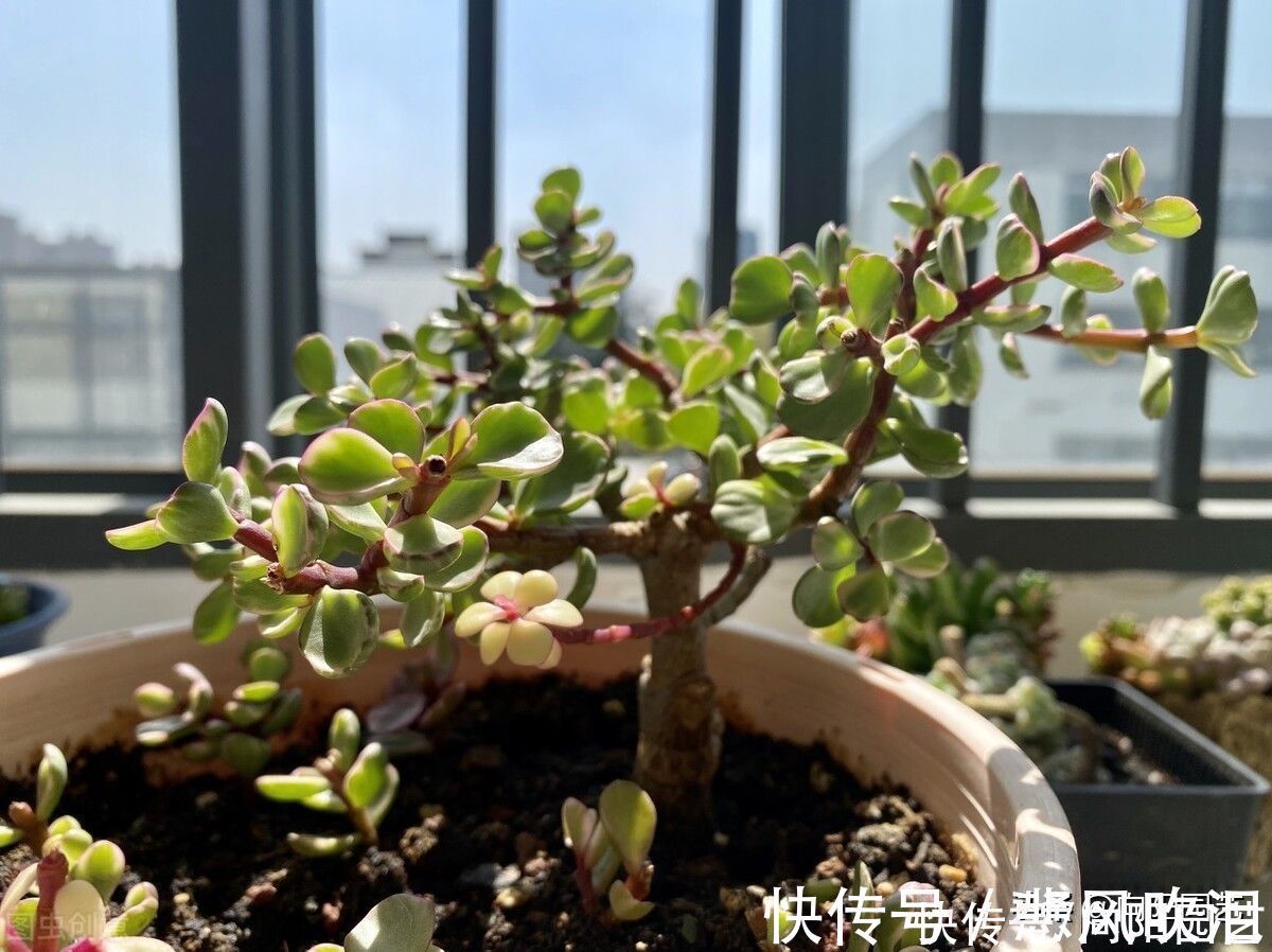 金枝玉叶买回家,叶子哗哗掉,问题出在环境,学会缓盆是关键