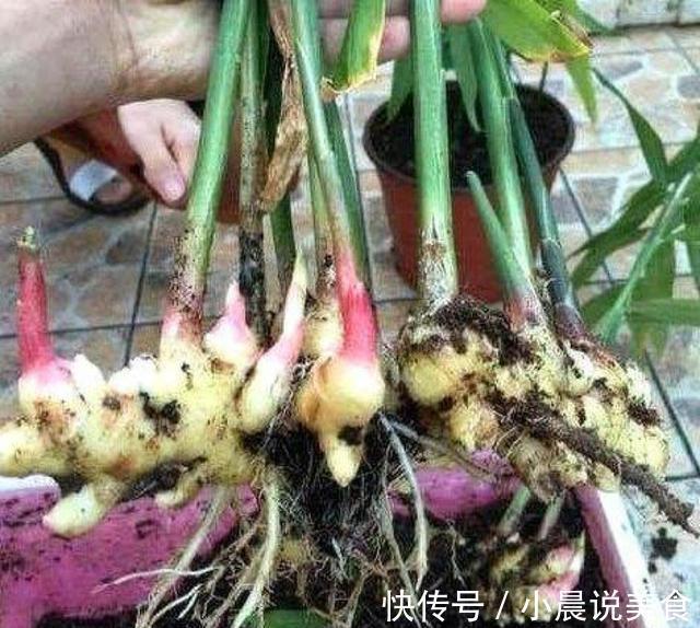 姜山|1块生姜放盆里,长出一片姜,只用了1个方法,2年都吃不完