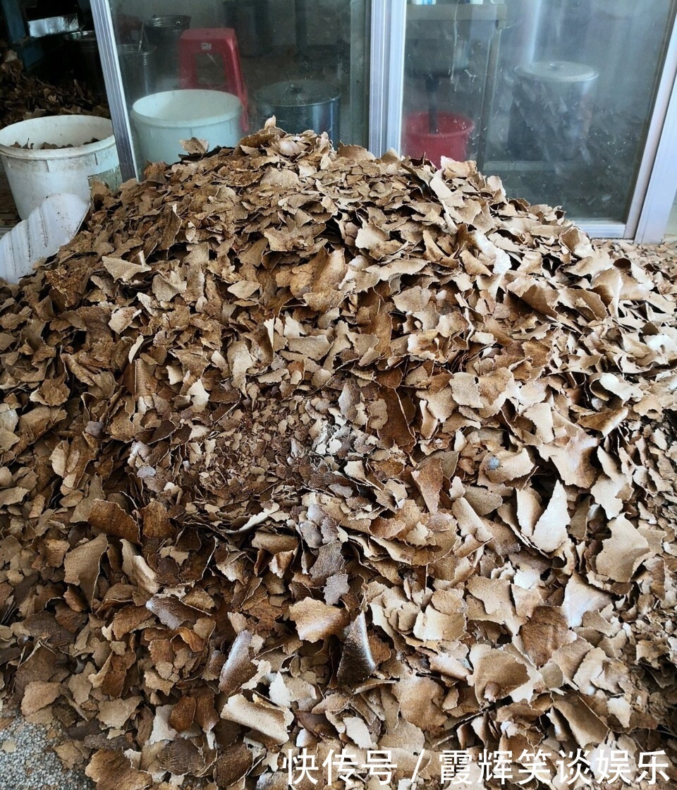 给绿萝“只浇水”永远也养不好!用上3种肥料,叶子油绿、向外冒