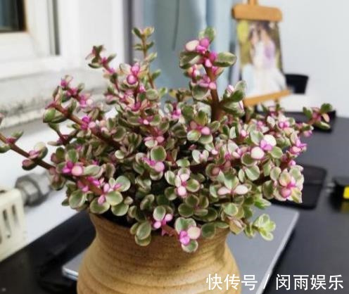 马齿觅|阳台盆栽花卉,怕难度大、开花少就养盆金枝玉叶,可赏花观叶