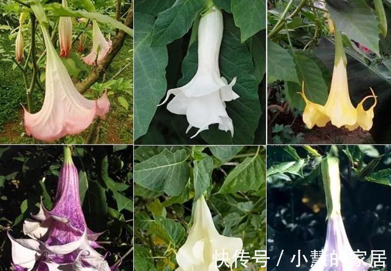 “美丽有毒”的植物，快来认识11种“毒花毒果”，不吃亏不上当