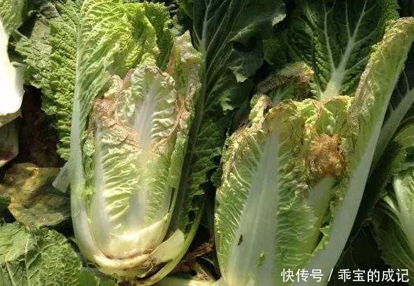 良方|天然“止咳药”发现了,家家厨房都有的特效药,治疗感冒,防咳嗽