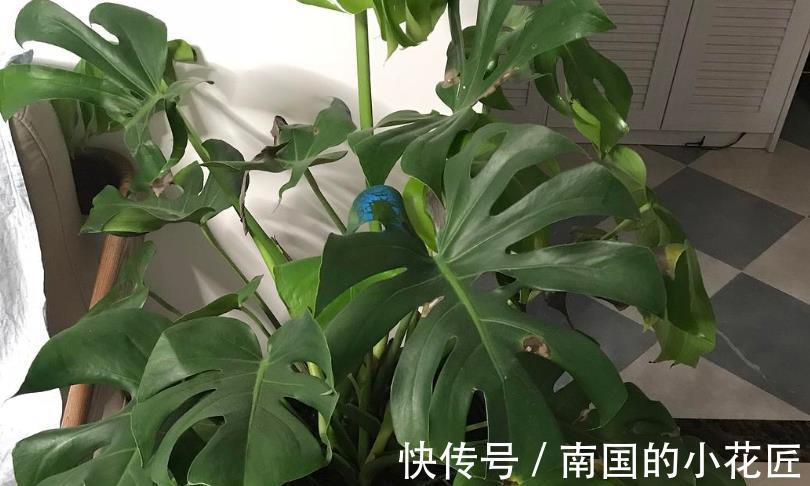 花友|家庭盆栽的龟背竹，看着精神萎靡、瘦瘦小小？有3处做错了