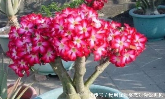 这3种花不喜欢大盆,盆越小开花越多,越不管它,越蹭蹭的长