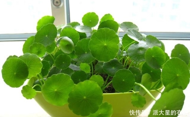 铜钱草好看,但好多人不知道怎么种植,快快收藏吧