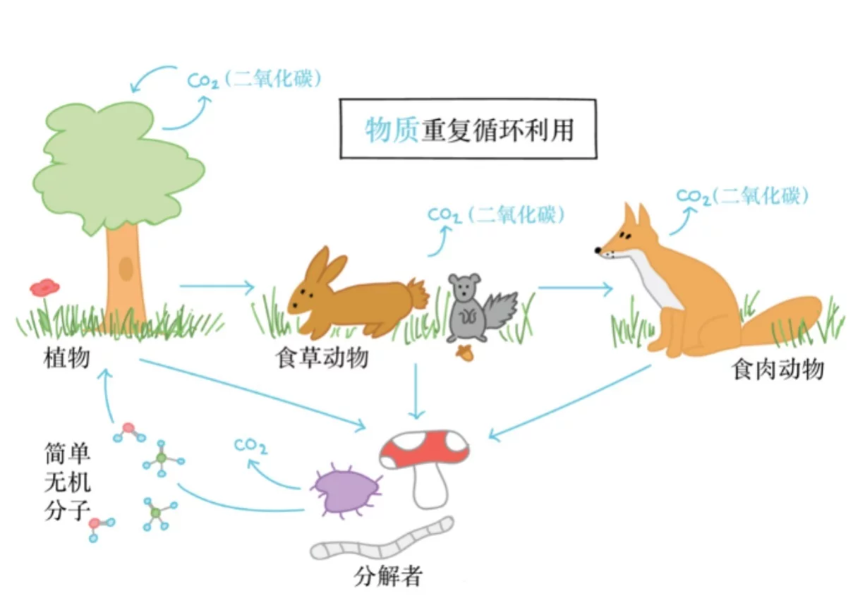 火化是不是浪费资源？动物死后都会生态循环，火化打破自然规律？