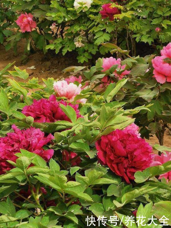 这么多花，为什么偏偏牡丹是“花中之王”？看完你也得服