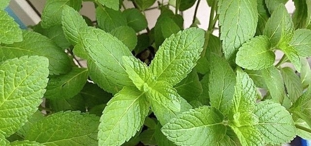 床垫用久了, 螨虫成窝 只需2片叶子, 不用晒, 螨虫也能自动消失