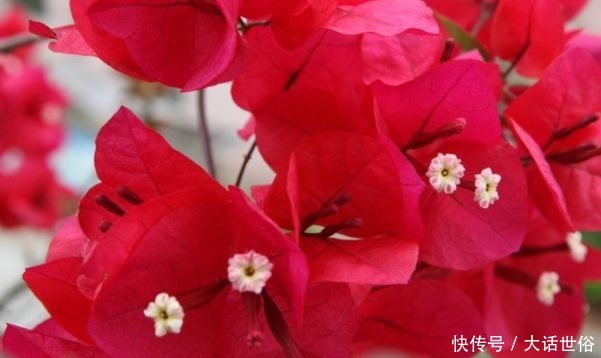 喜欢菊花，不如养盆“精品玫瑰”玛利亚，会变色的玫瑰，含苞待放