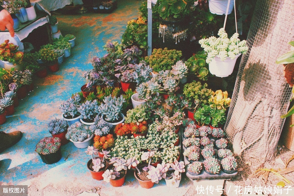 花友们|她把多肉种在篮子里,拎着就出了门,路上行人全多回头看