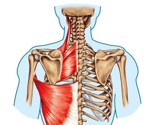 肱骨|为什么健身高手的背部厚又宽，因为都懂了这些技巧！