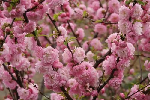 早春灿烂迷人的花树,路上开满一树的花你认得哪一种