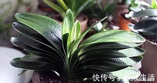 信号|夏天养君子兰，发出“三信号”还在生长期，补充水肥绽放层叠群花