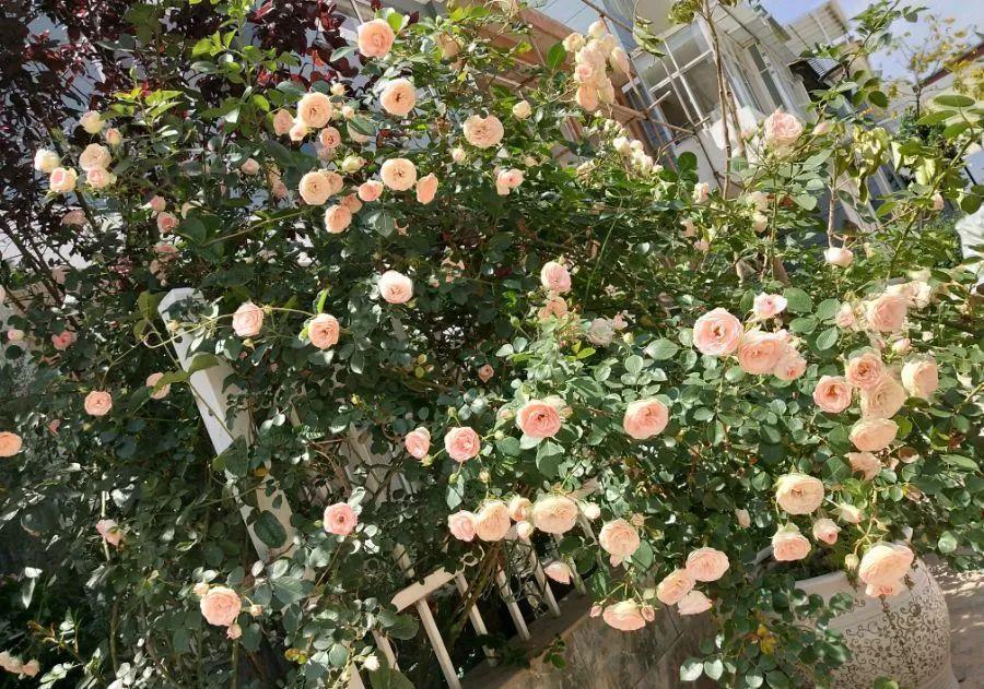 养花技巧:大冬天,她家的小院开满200盆花,全家人过年围着看!