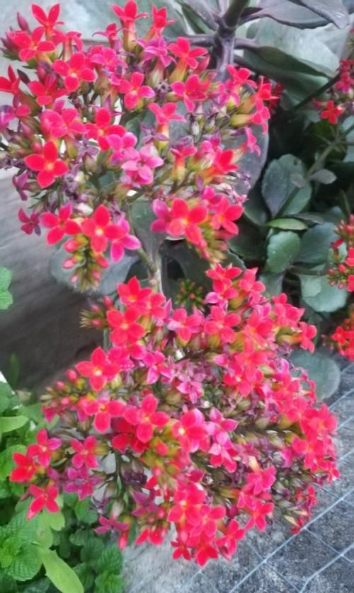 长寿花，如何浇水比较好？