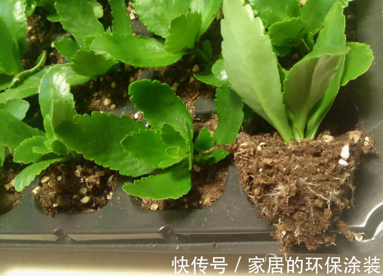 进入10月，建议扦插5种花，温度适宜利于生根，成活率直线上升