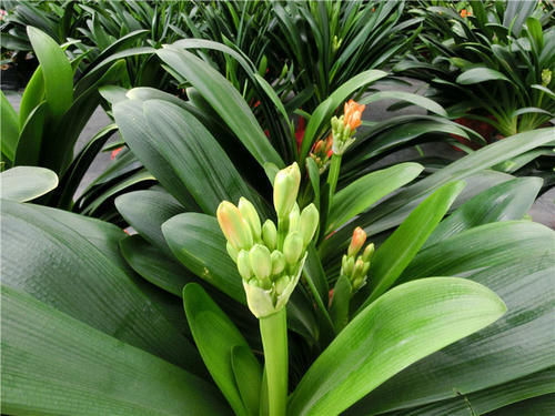 12月养君子兰,牢记“4个不能”,根系壮、花大色艳,越养越漂亮