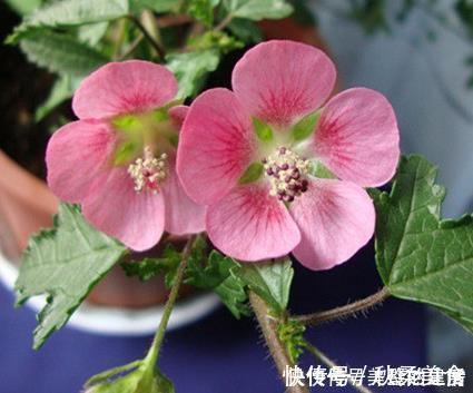 木槿|这三种花最适合养在窗台上,好看又耐活,开成花帘美极了