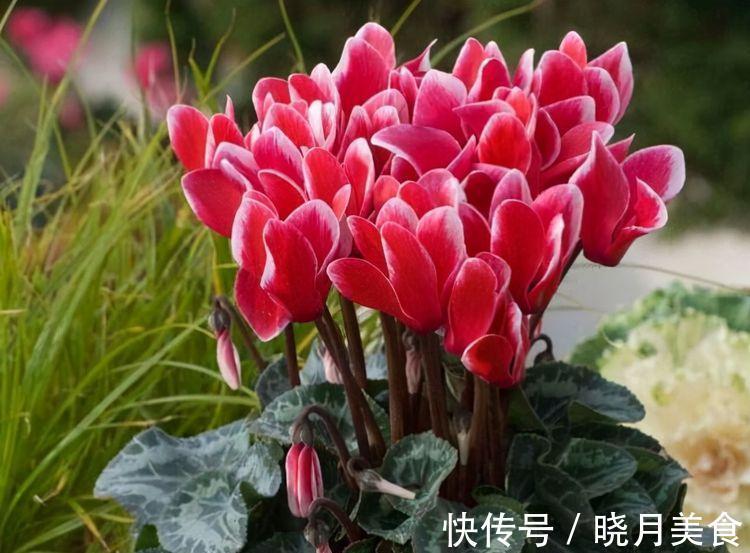 农历10月3日立冬后，养什么花？以下3种花，幸福如意万事胜意