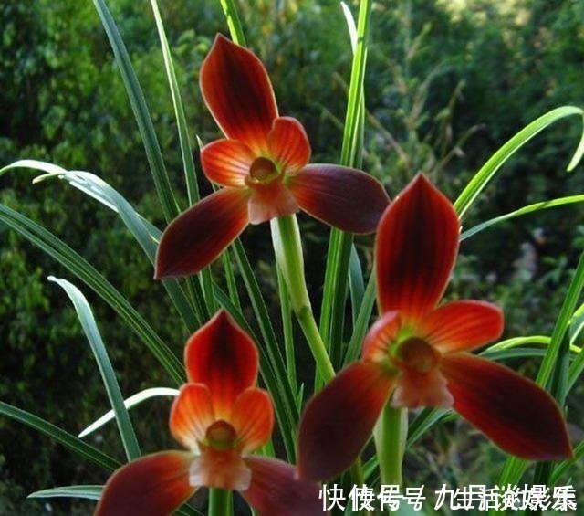 兰花|此花再贵,也要舍得栽两株,花香怡人,花期长久,好养易成活!