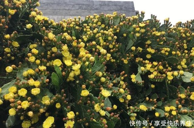 8种镇宅花，窗户边养一棵，霸气又镇宅！